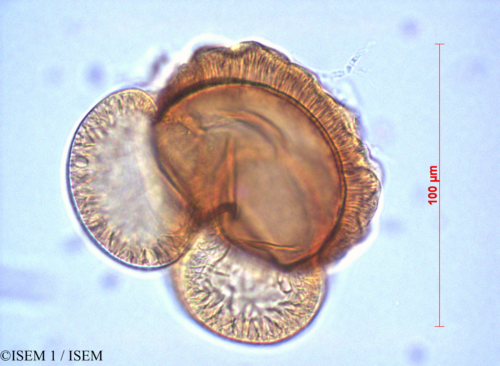 ISEM 1/Abies_cilicica_60447/Abies_cilicica_60447_0001(copy).jpg